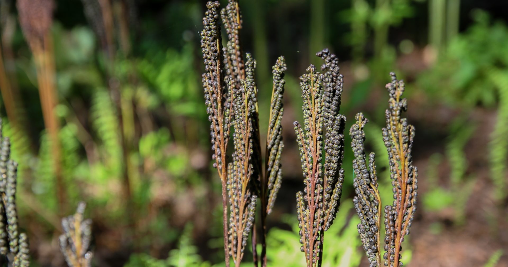 Onoclea sensibilis - Image 3