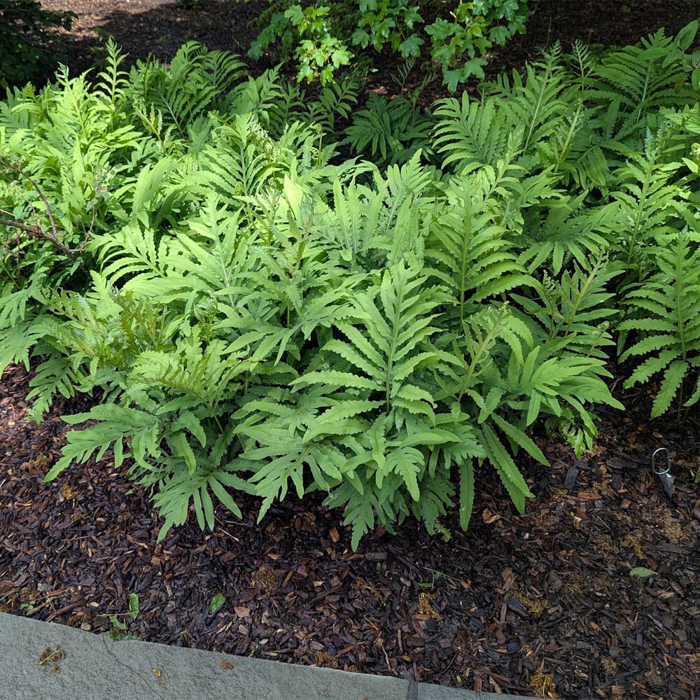 Onoclea sensibilis - Image 2