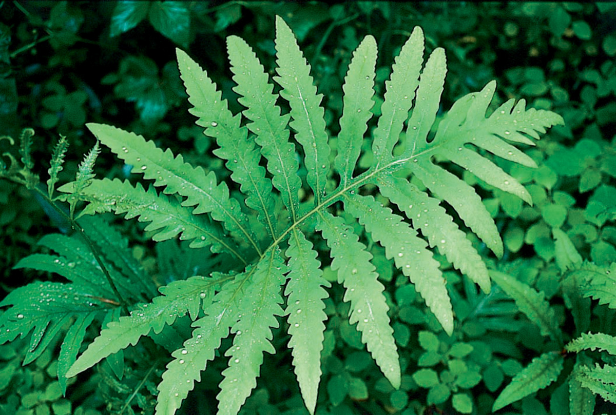 Onoclea sensibilis