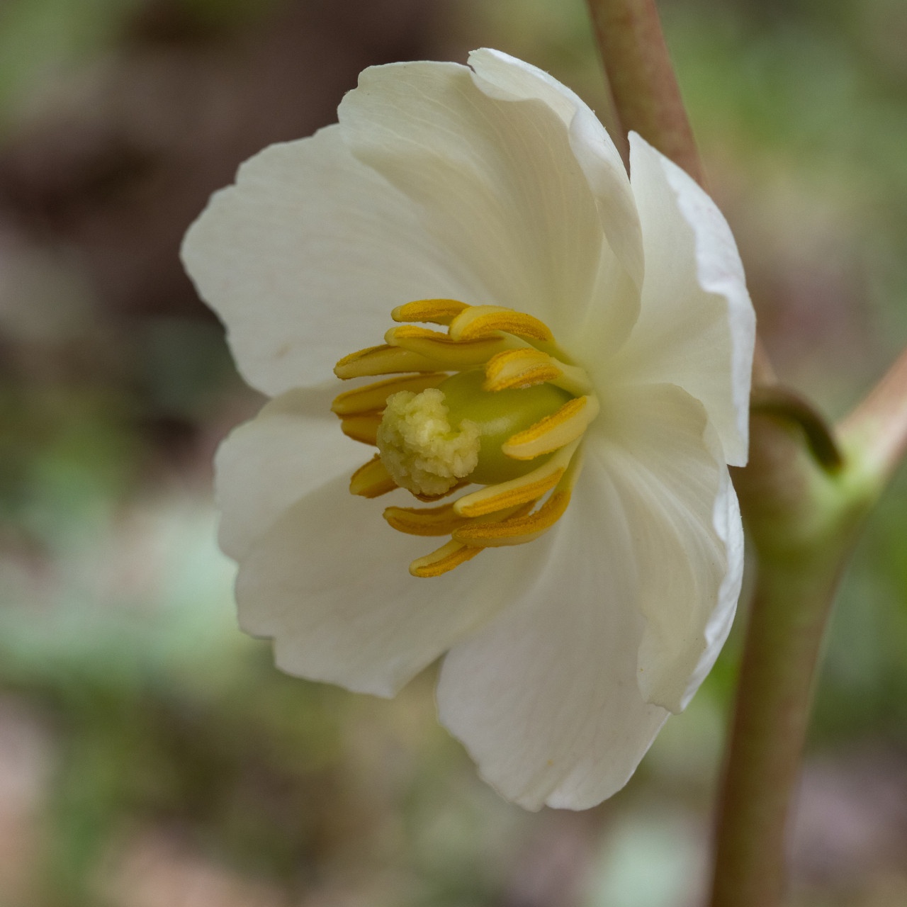Podophyllum peltatum