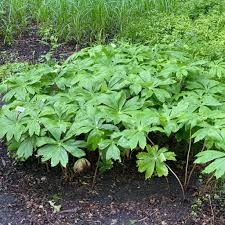 Podophyllum peltatum - Image 2