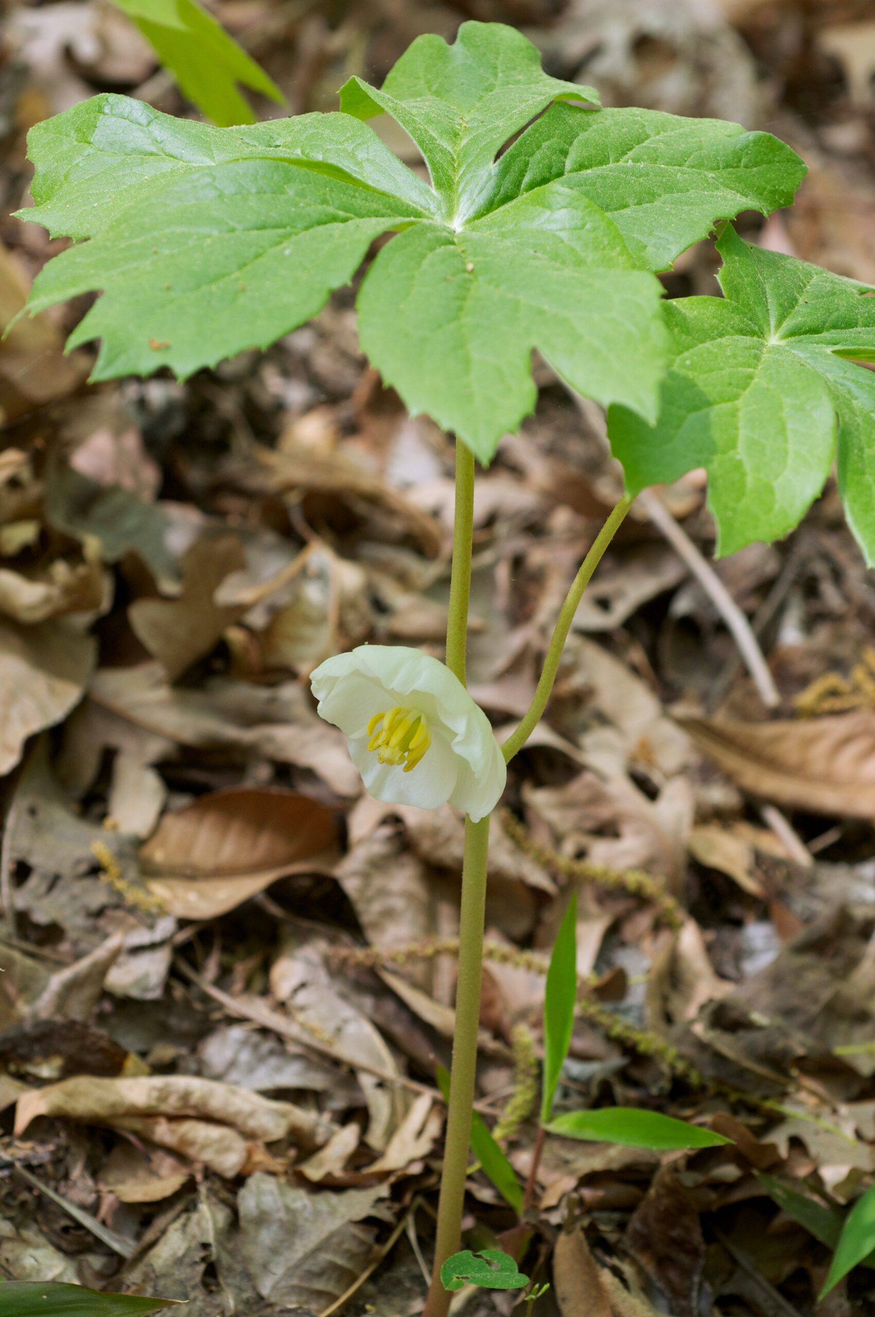 Podophyllum peltatum - Image 3