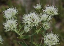 Pycnanthemum flexuosum - Image 3