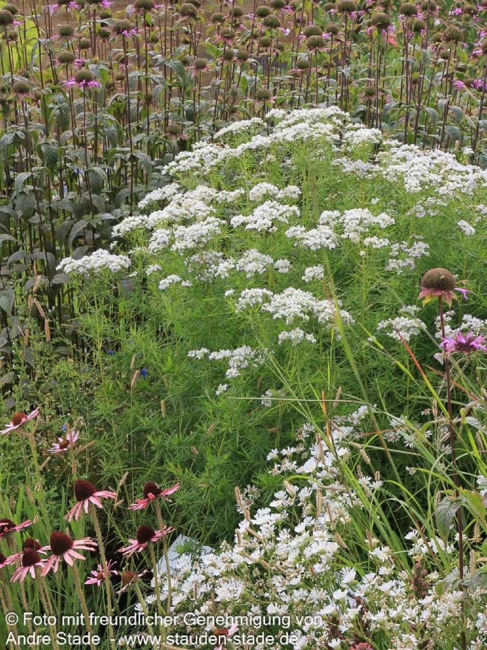 Pycnanthemum flexuosum