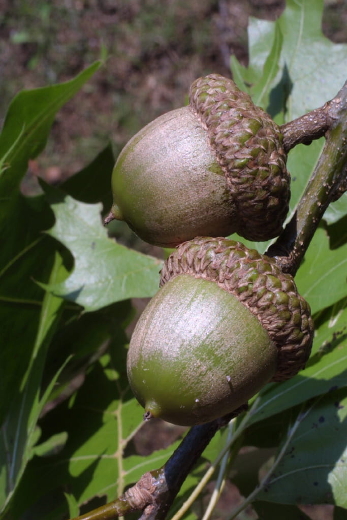 Quercus shumardii - Image 4