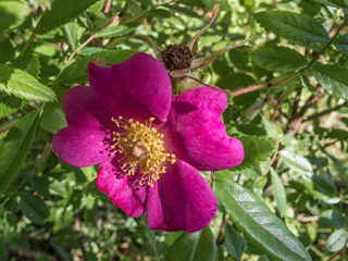 Rosa virginiana - Image 2