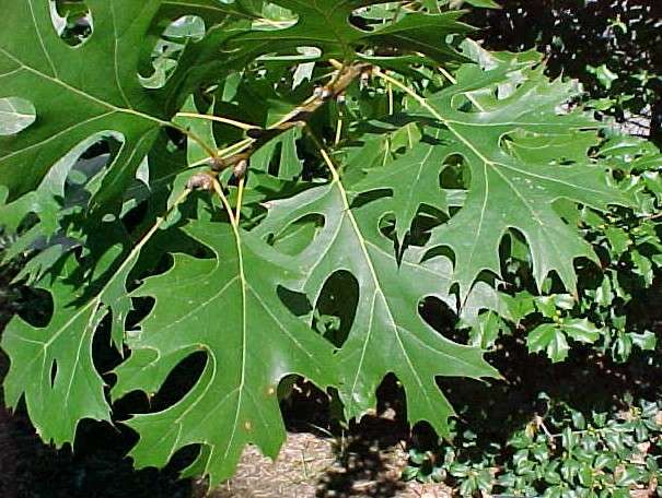 Quercus shumardii - Image 2