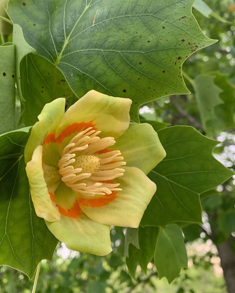Liriodendron tulipifera - Image 4
