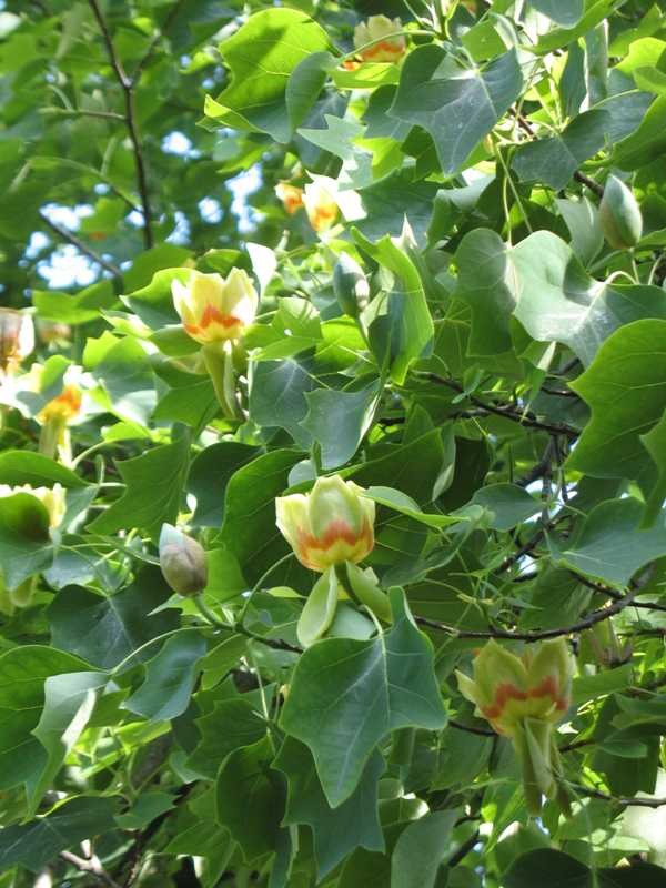 Liriodendron tulipifera - Image 2