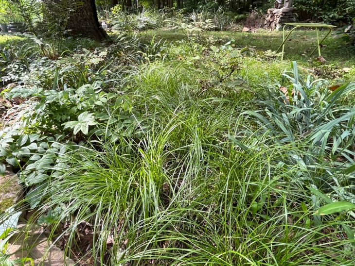Carex socialis - Image 2