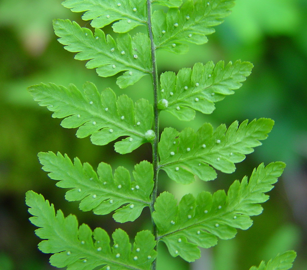 Cystopteris bulbifera - Image 2