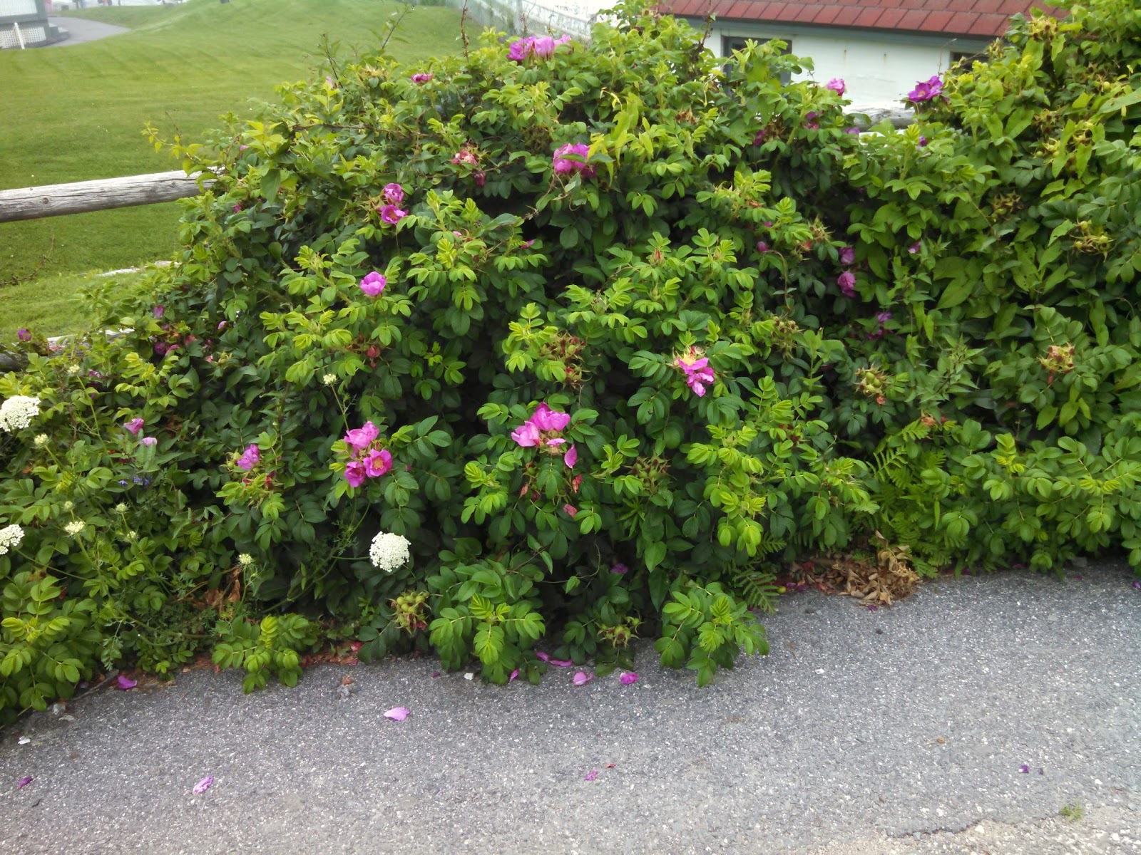 Rosa virginiana