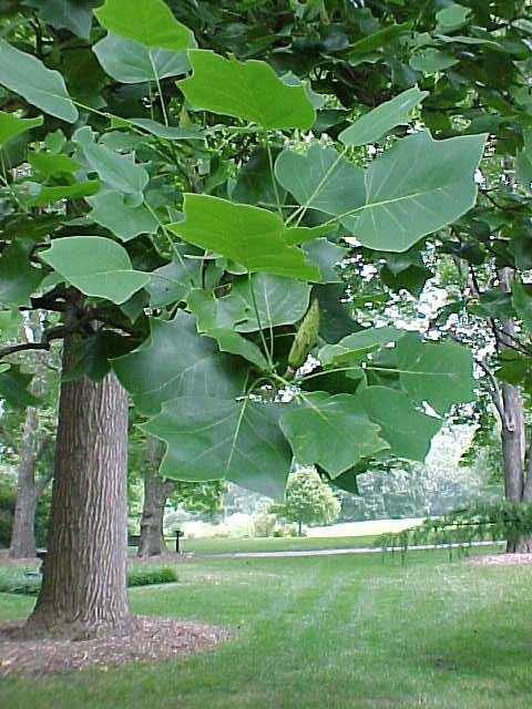 Liriodendron tulipifera - Image 3
