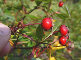 Rosa virginiana - Image 3