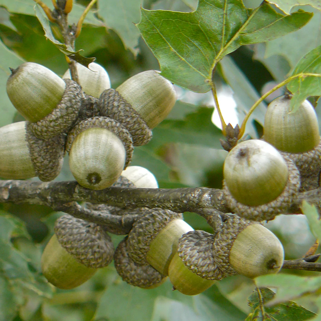 Quercus shumardii - Image 3